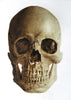 Classroom in a Box: Skull kit - (Extra paint colors!)