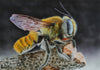 Marcus Eisenhuth: Airbrush - Extreme Macro</b><p>Held in July 2016</p>