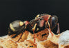Marcus Eisenhuth: Airbrush - Extreme Macro</b><p>Held in July 2016</p>