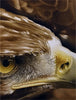 Wildlife (study/class demo): Golden Eagle