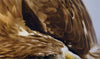 Wildlife (study/class demo): Golden Eagle