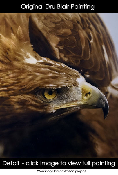 Wildlife (study/class demo): Golden Eagle